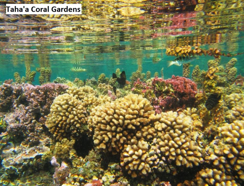 Coral Garends